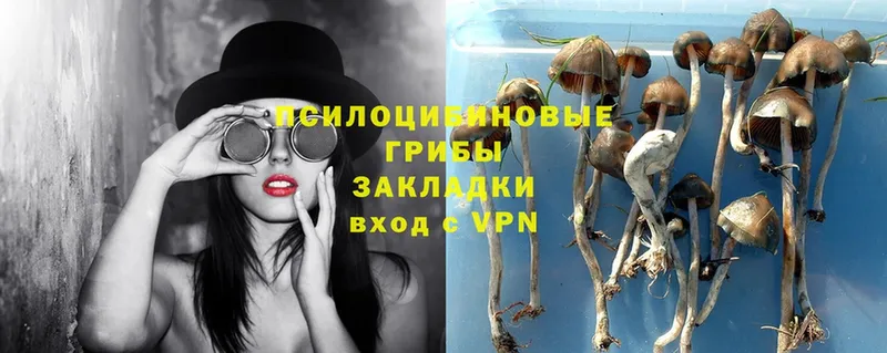 Галлюциногенные грибы Psilocybe  как найти закладки  Белая Холуница 